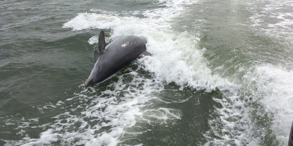Clearwater FL Dolphins in the wake BluWave Boat Rental