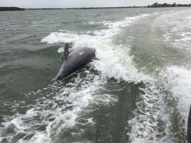 Clearwater FL Dolphins in the wake BluWave Boat Rental