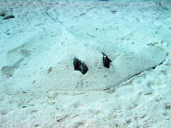 Anna Marie Island FL Sting Ray BluWave Boat Rental