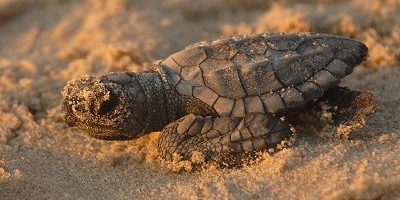 siesta key turtle nesting siesta key turtle nesting