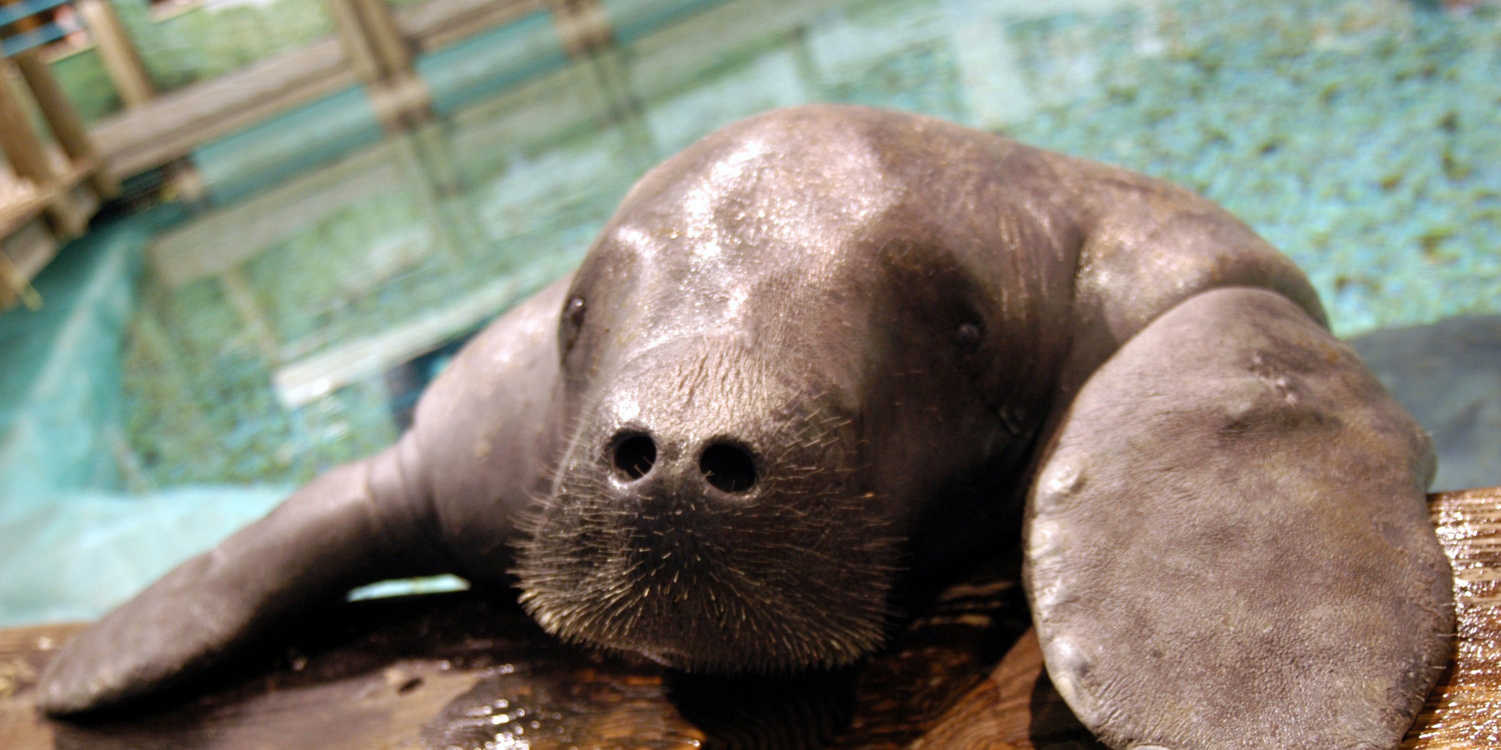 snooty, Bradenton, FL BluWave Boat Rental