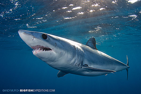 Fastest Shark – Mako