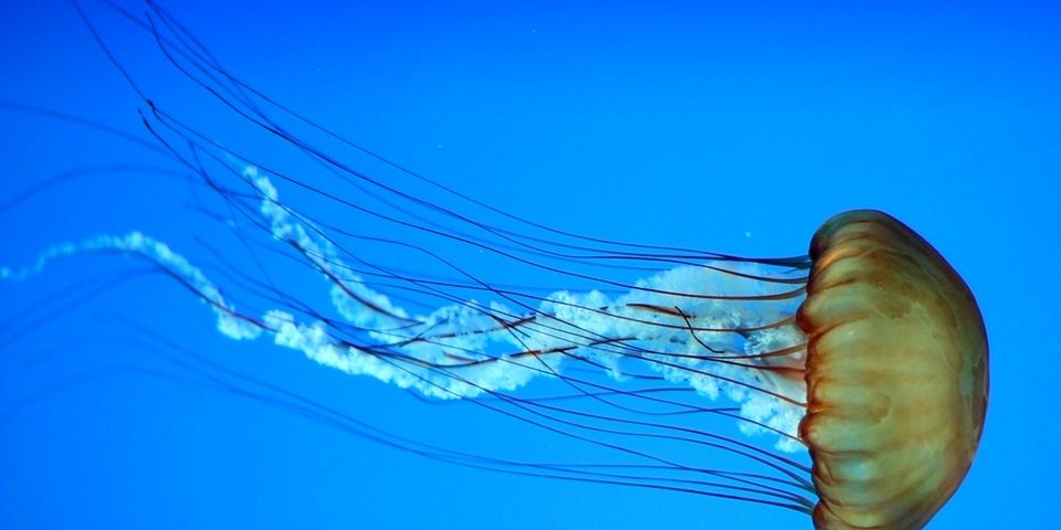 Anna Marie Island boat rental